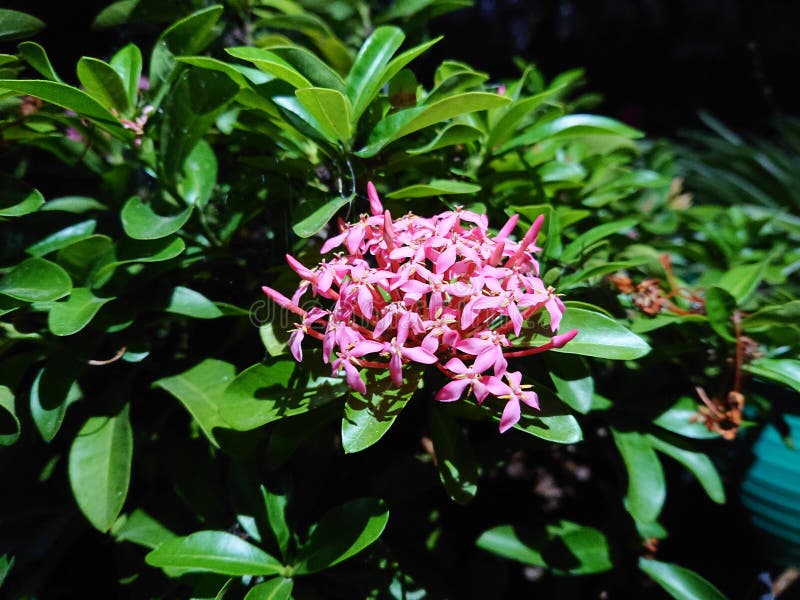 Ashoka Flower among the Leaves Stock Image Image of nature, beautiful