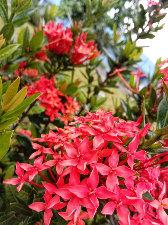 Ashoka flowers stock photos