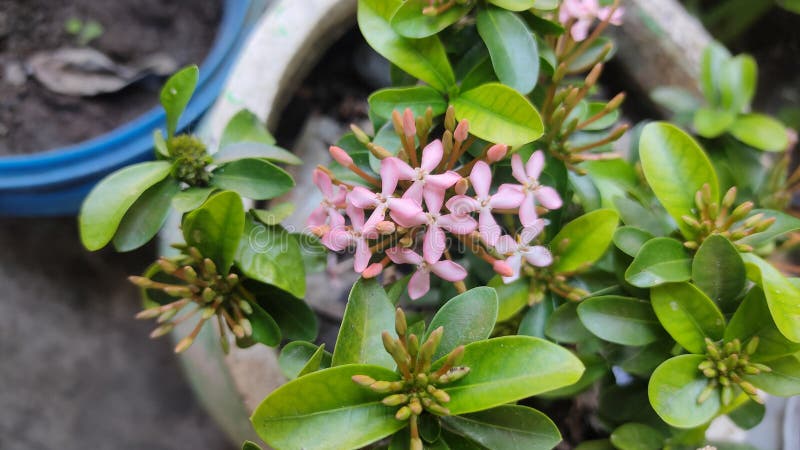Ashoka flowers are pink in bloom surrounded by Ashoka flowers in bud stock images