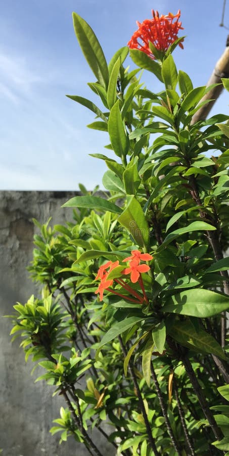 Ashoka Flowers royalty free stock photography