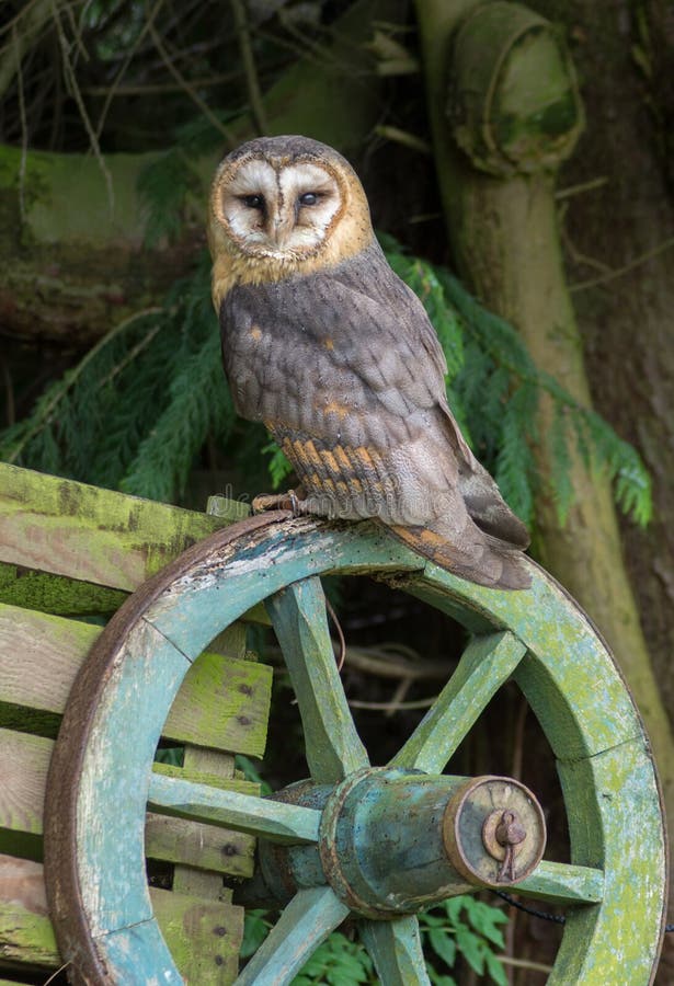 Ashy Faced Barn Owl