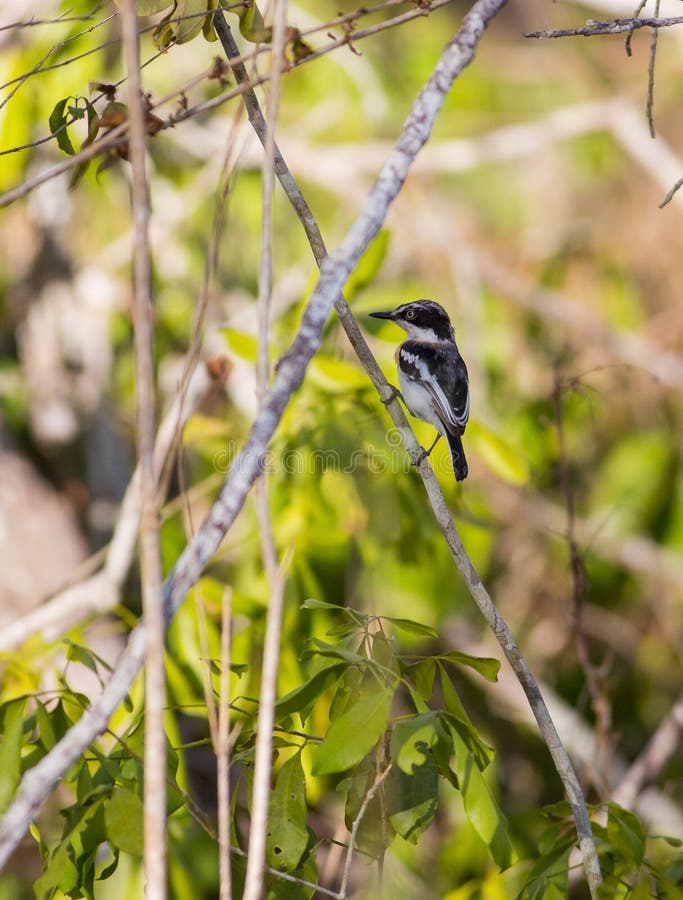Ashy Flycatcher in African forest