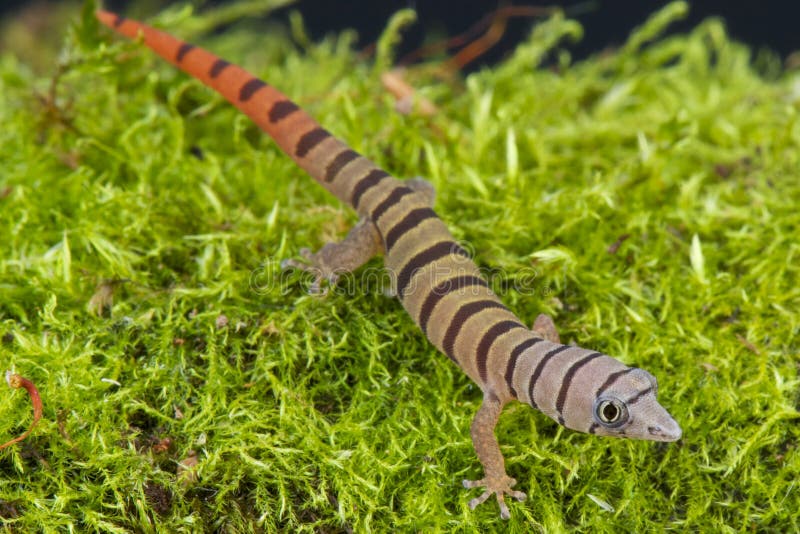 Ashy gecko / Sphaerodactylus elegans