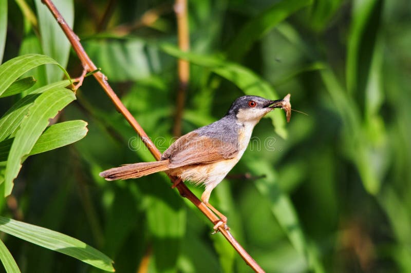 Ashy Prinia