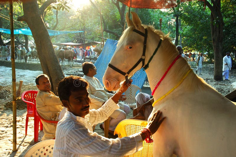 102 Sonepur Mela Stock Photos - Free & Royalty-Free Stock Photos from  Dreamstime