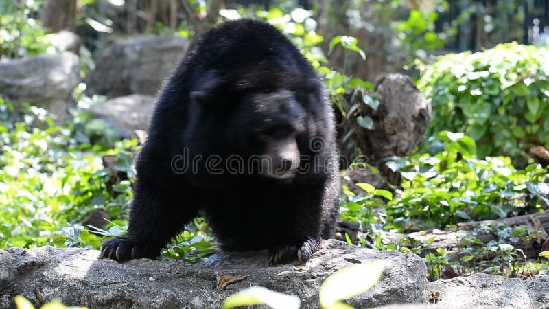 Asia black bear