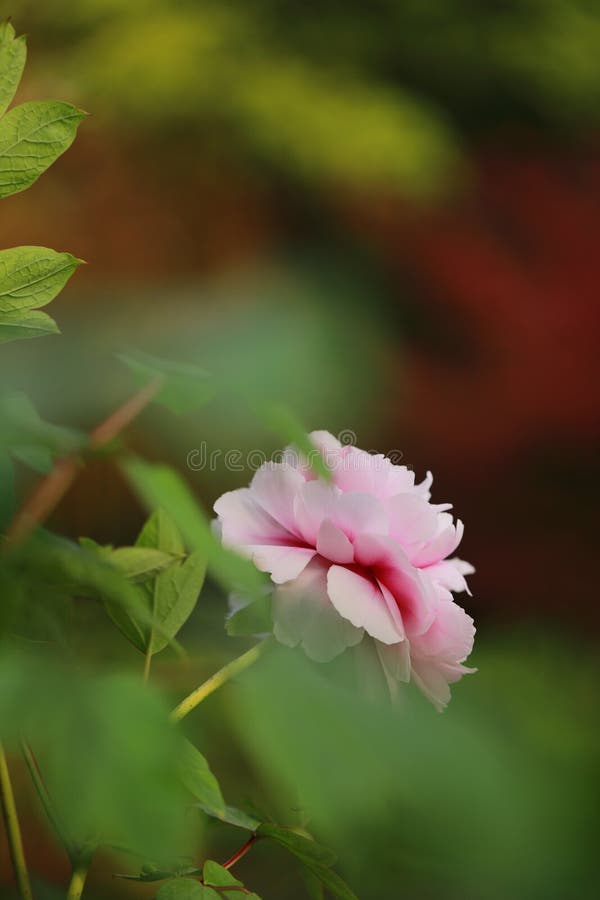 Asia Chinese pink peony in a summer spring autumn park forest beautiful scenery veiw scene landscape pretty flower stock image Asia Chinese pink peony in a summer spring autumn park forest beautiful scenery veiw scene landscape pretty flower stock image