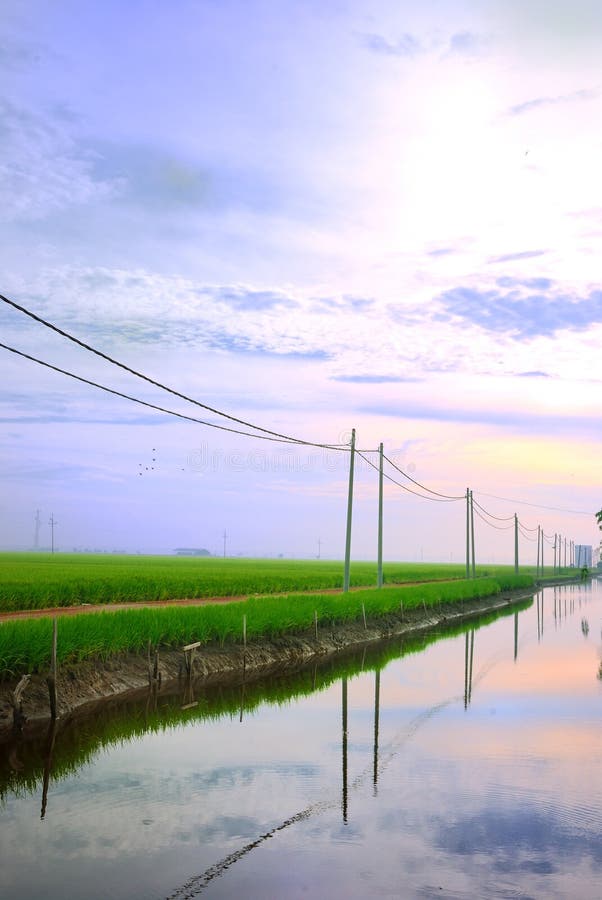 Asia Paddy Field Series 1