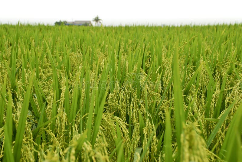 Asia Paddy Field Series 4