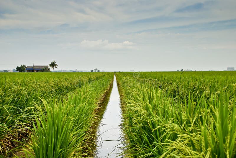 Asia Paddy Field Series 4