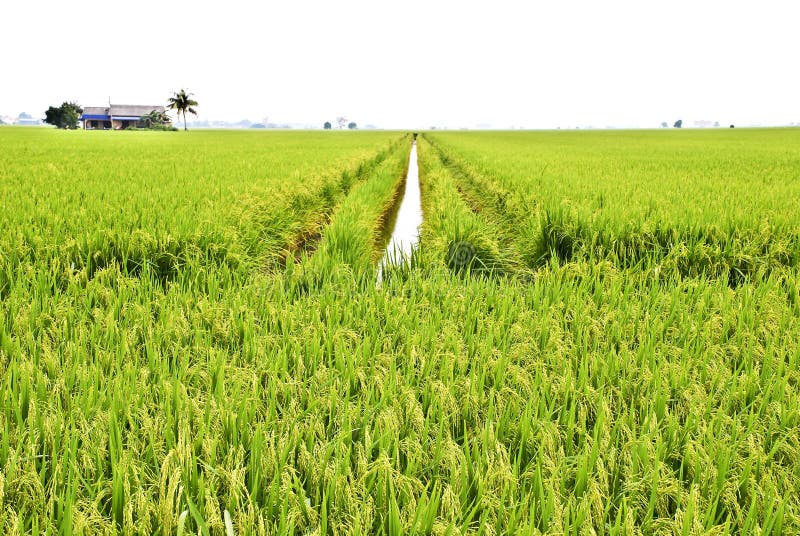 Asia Paddy Field Series 4