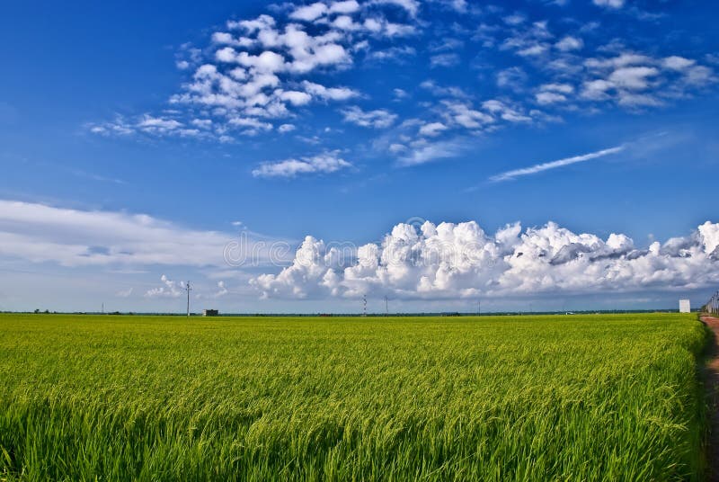 Asia Paddy Field Series 6