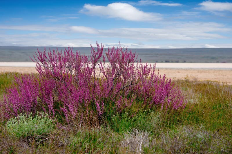 Blooming saksaul trees in the flooded plains. stock photo Blooming saksaul trees in the flooded plains. stock photo