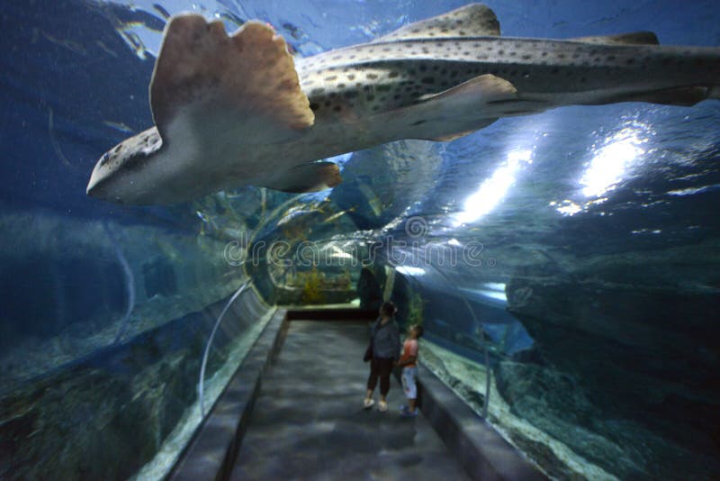 ASIA THAILAND BANGKOK AQUARIUM Editorial Photo - Image of museum, stadt ...