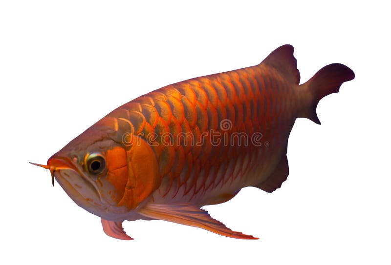 976,608 Fish Background Stock Photos - Free & Royalty-Free Stock Photos  from Dreamstime