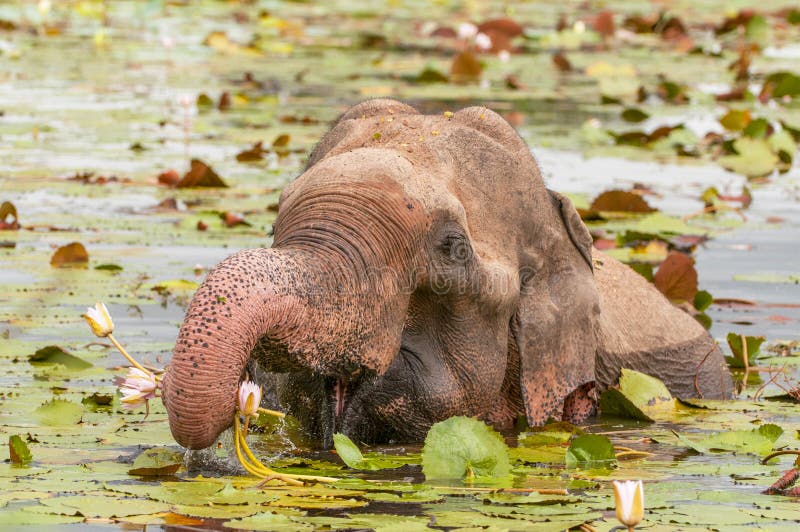 Asian or Asiatic elephant Elephas maximus eating water lily in Yala National Park, Sri Lanka royalty free stock images Asian or Asiatic elephant Elephas maximus eating water lily in Yala National Park, Sri Lanka royalty free stock images