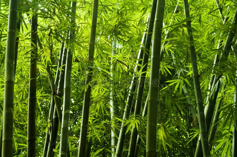 Asian bamboo tree