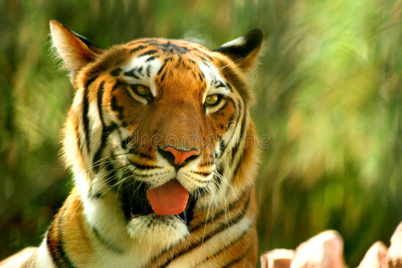 Beautiful bengal tiger stock image. Image of close, asia - 225667113