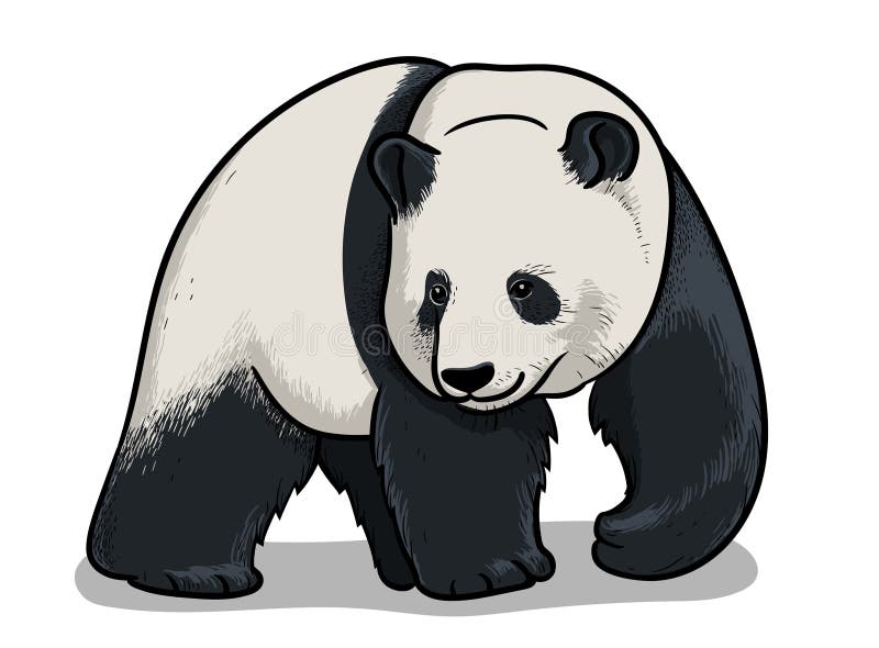 Asian Big Panda Walking Isolated In Cartoon Style Educational Zoology Illustration Coloring Book Picture Stock Illustration Illustration Of Test Asia