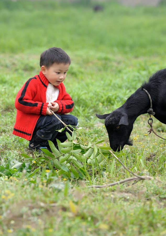 Asian boy looking black goat