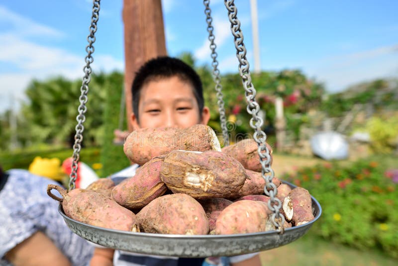 Asian boy with potatoes in big tray of scale outdoor