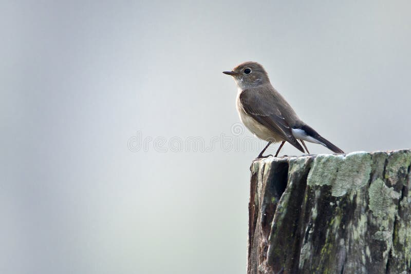 Asian brown flycatcher bird in Nepal