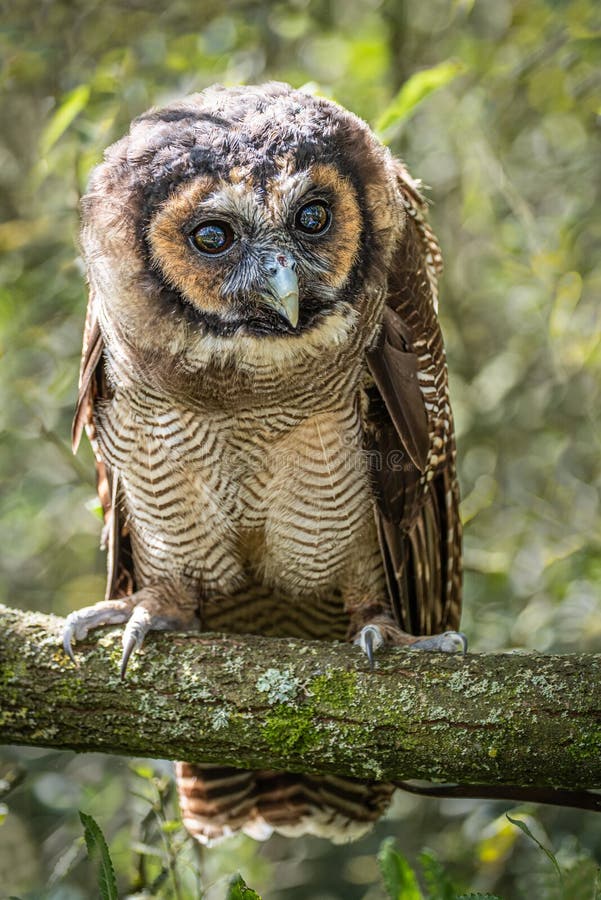 Asian Brown Wood Owl Portrait Stock Photo - Image of branch, animal