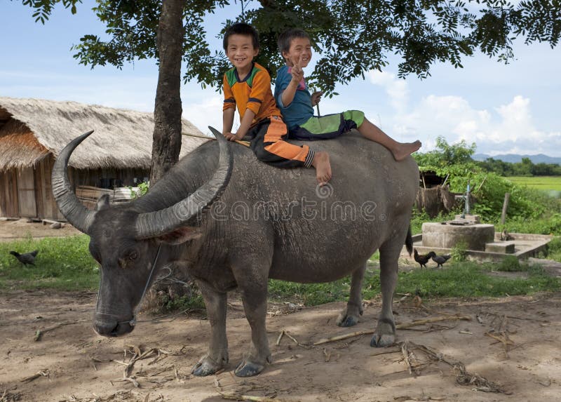 Asian children ride on water buffalo