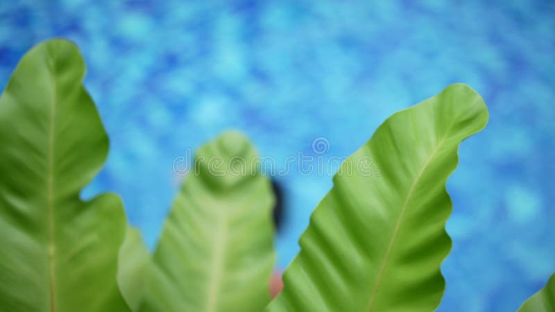 top down view of Asian Chinese mother and daughter learning how to swim at the pool with foliage in the foreground