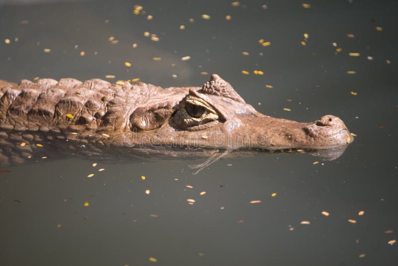 Asian crocodile in river water