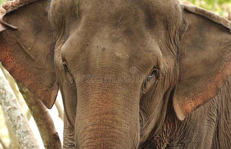 Asian Elephant. Brown, nobody.