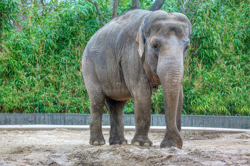 Asian Elephant stock photo. Image of animal, endangered - 179410324