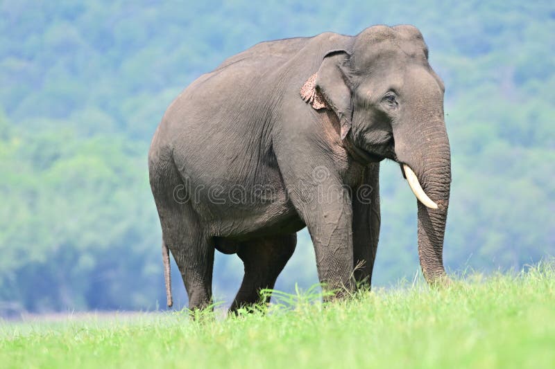 Asian elephant stock image. Image of land, tree, forest - 281434279