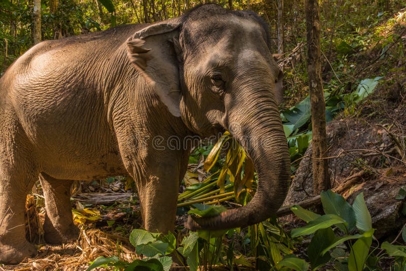 Asian Elephant Close Up eating