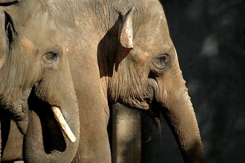 The Asian Elephant (couple)