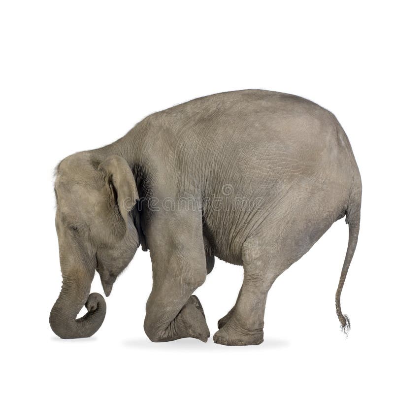 Ázijský Slon Elephas maximus (40 rokov) pred bielym pozadím.