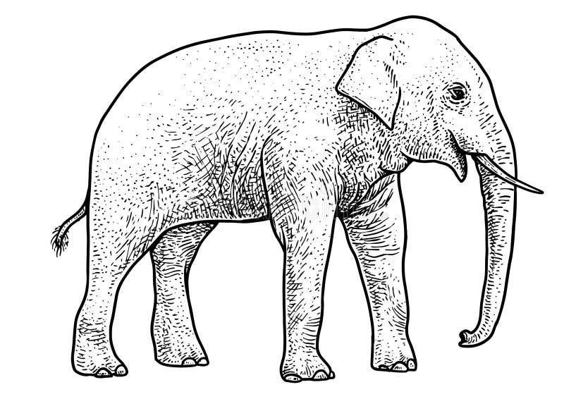 Asian Elephant Illustration, Drawing, Engraving, Ink, Line Art, Vector ...