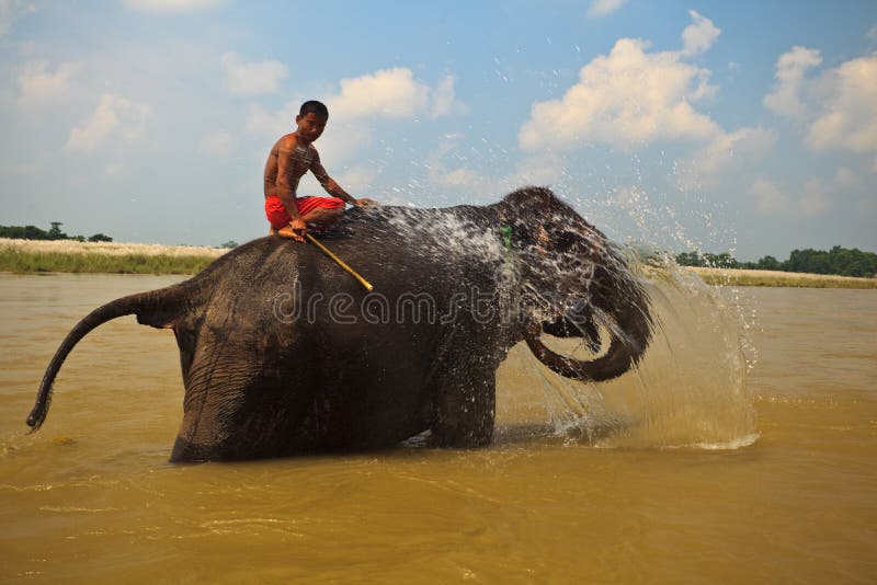 Asian Elephant Squirting in River in Nepal