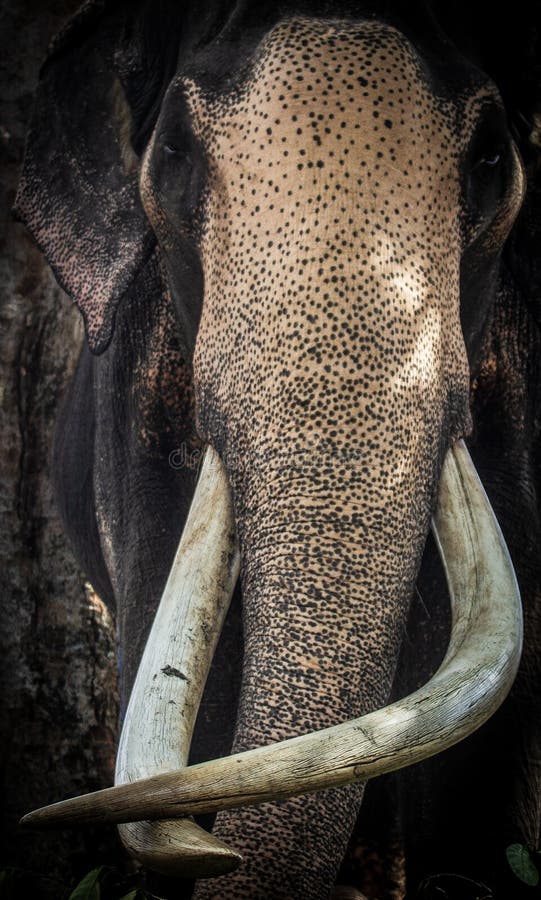 Asian Elephant Tusker Sri Lanka Nadungawuwa Raja Stock Photo - Image of nature, ivory: 183358846 Asian Elephant Tusker Sri Lanka Nadungawuwa Raja Stock Photo - Image of nature, ivory: 183358846