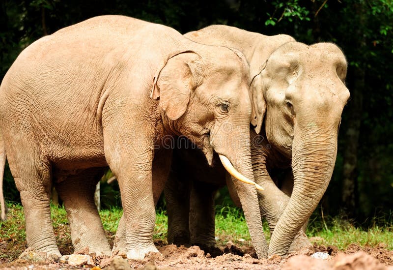 Asian elephants