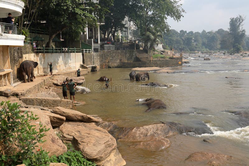 Asian elephants bathing in the river of Pinnawala in Sri Lanka stock photo Asian elephants bathing in the river of Pinnawala in Sri Lanka stock photo