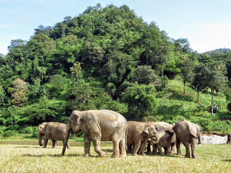 3,107 Asian Elephants Herd Stock Photos - Free & Royalty-Free Stock