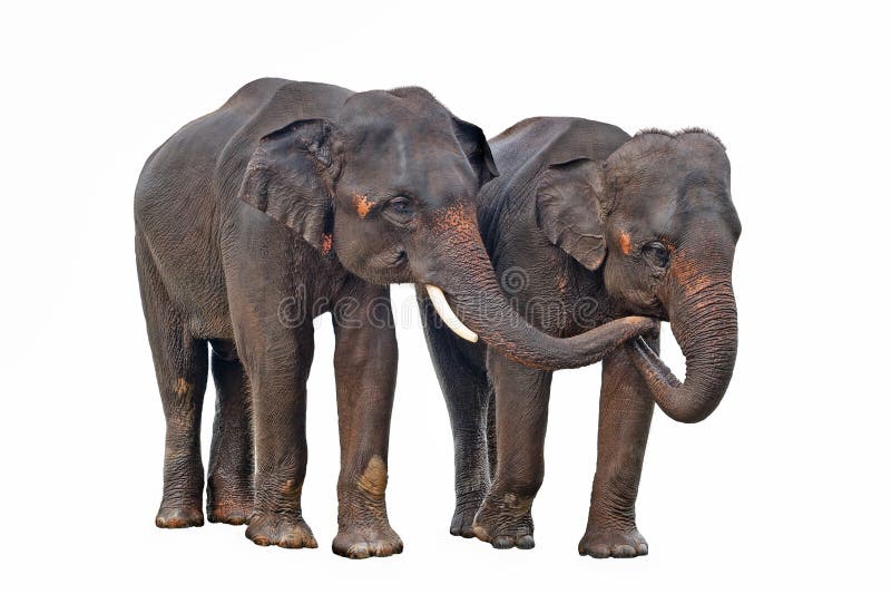 Asian elephants isolated on white background