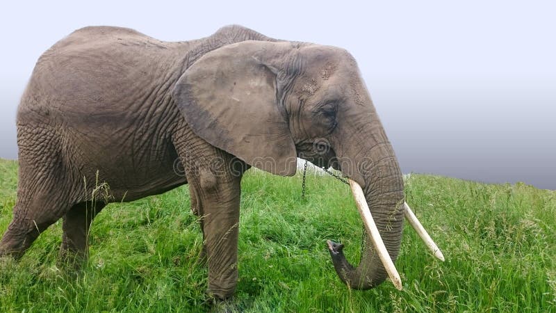 Asian Elephants are the Largest Living Land Animals in  Elephants  are Highly Intelligent and Self-aware. Stock Photo - Image of animal, grey:  118644658