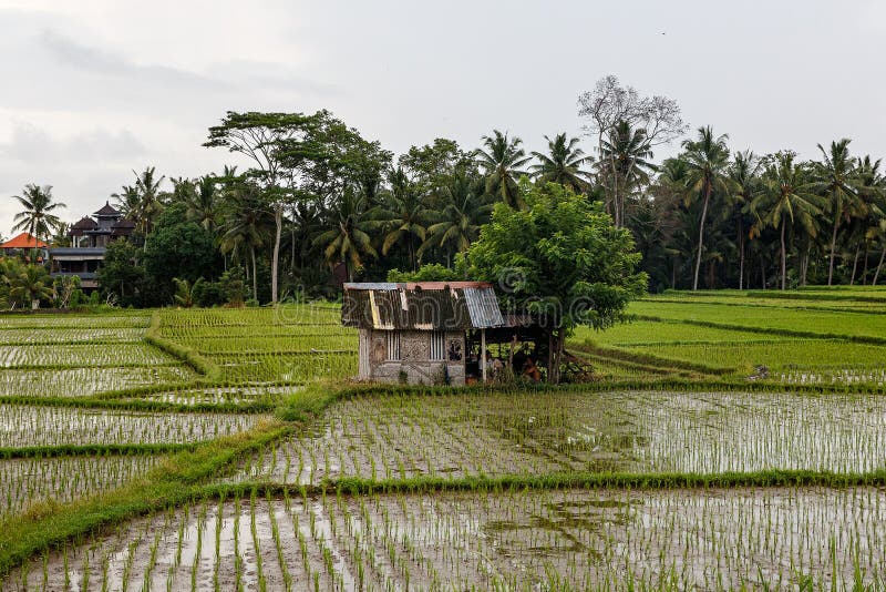 Asian Farm. House with Rice Fields and Palm Jungle on Background Stock