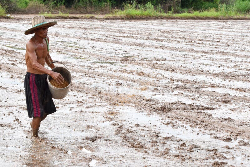 Sower& X27;s Hand with Wheat Seeds Throwing To Field. Stock Image