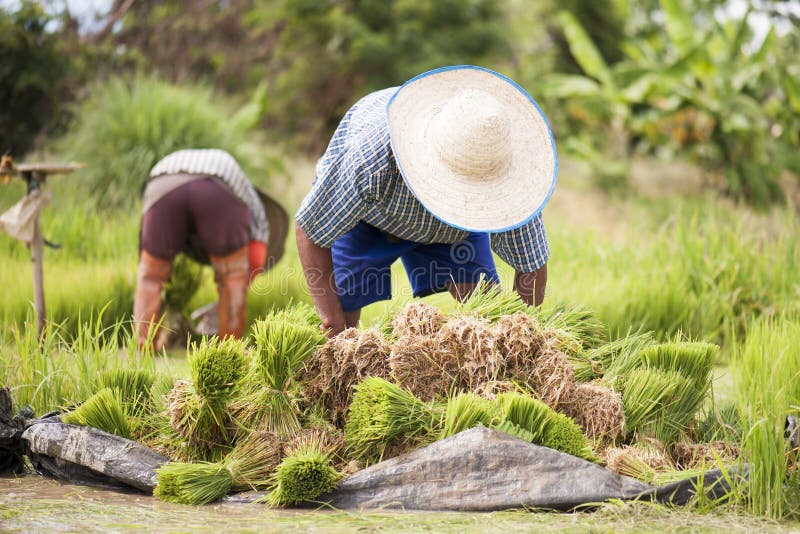 Mature Woman Planting Lettuce In Her Organic Vegetable Garden