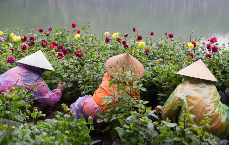 Hanoi, Vietnam - Jan 16, 2016: Asian gardeners with traditional conical hat taking care of a botany garden on the bank of Hoan Kiem (Sword) lake in the center of Hanoi capital city on a rainy day.