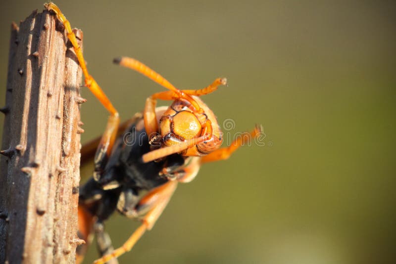 Asian giant hornet