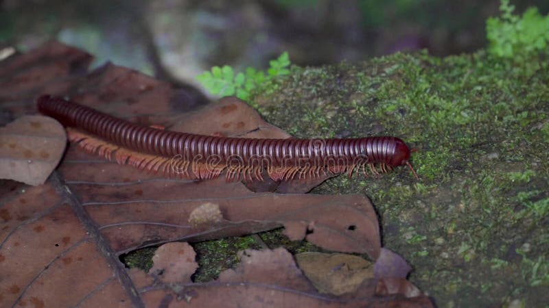 Asian Giant Millipede, Asian Red Millipede crawling on dry leaves and mossy rock at tropical rainforest jungle. Class Myriapoda